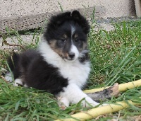 White And Black Blue - Shetland Sheepdog - Portée née le 13/02/2013