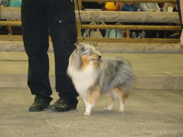 EXPOSITION CANINE NATIONALE AVIGNON LE 07 OCTOBRE 2012