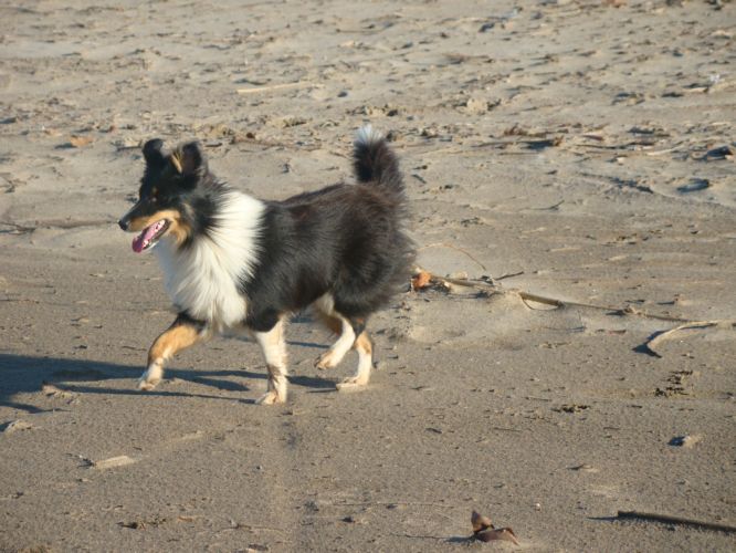 sortie à la plage