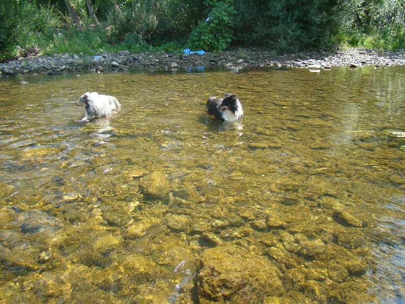 Nos chiens le 05/08/2012