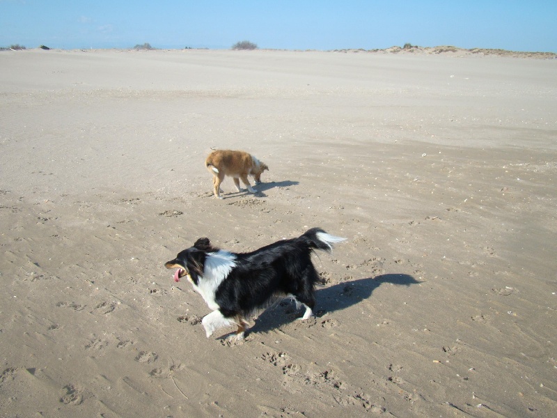 Sortie à la plage,27/02/2012 que de vent,nous nous sommes éclater tous