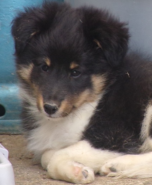 White And Black Blue - Shetland Sheepdog - Portée née le 24/05/2014