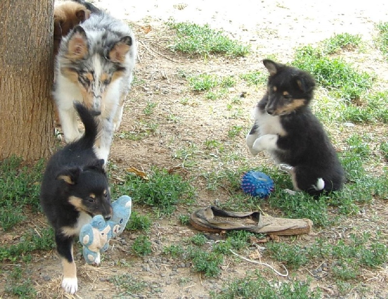 White And Black Blue - Shetland Sheepdog - Portée née le 26/05/2014