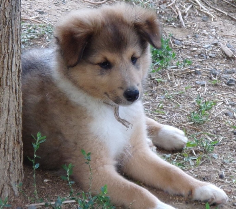 White And Black Blue - Shetland Sheepdog - Portée née le 19/05/2014