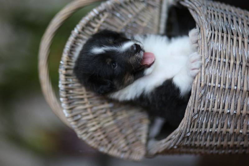 White And Black Blue - Shetland Sheepdog - Portée née le 30/06/2015